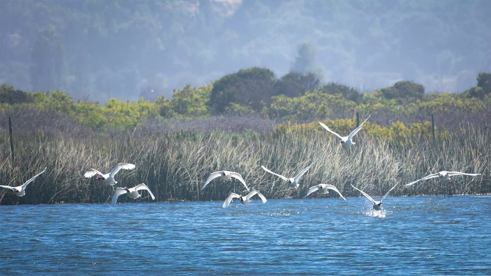 Imagen referencial de un lago en Humedales